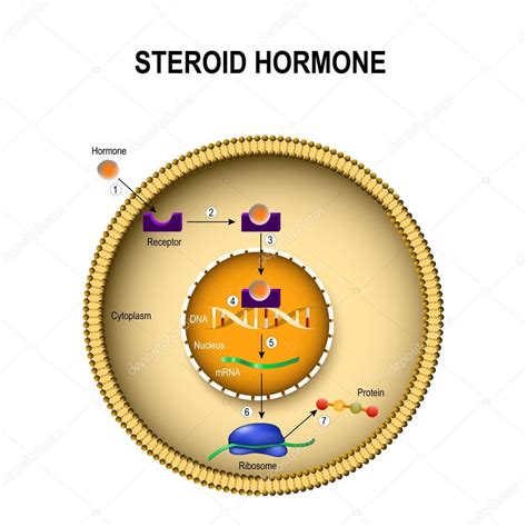 hormonas esteroideas - hormonas bioidenticas